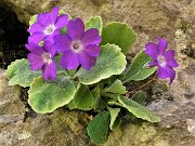 Primula albenensis (Primula del Monte Alben) – 12magg22-FOTOGALLERY